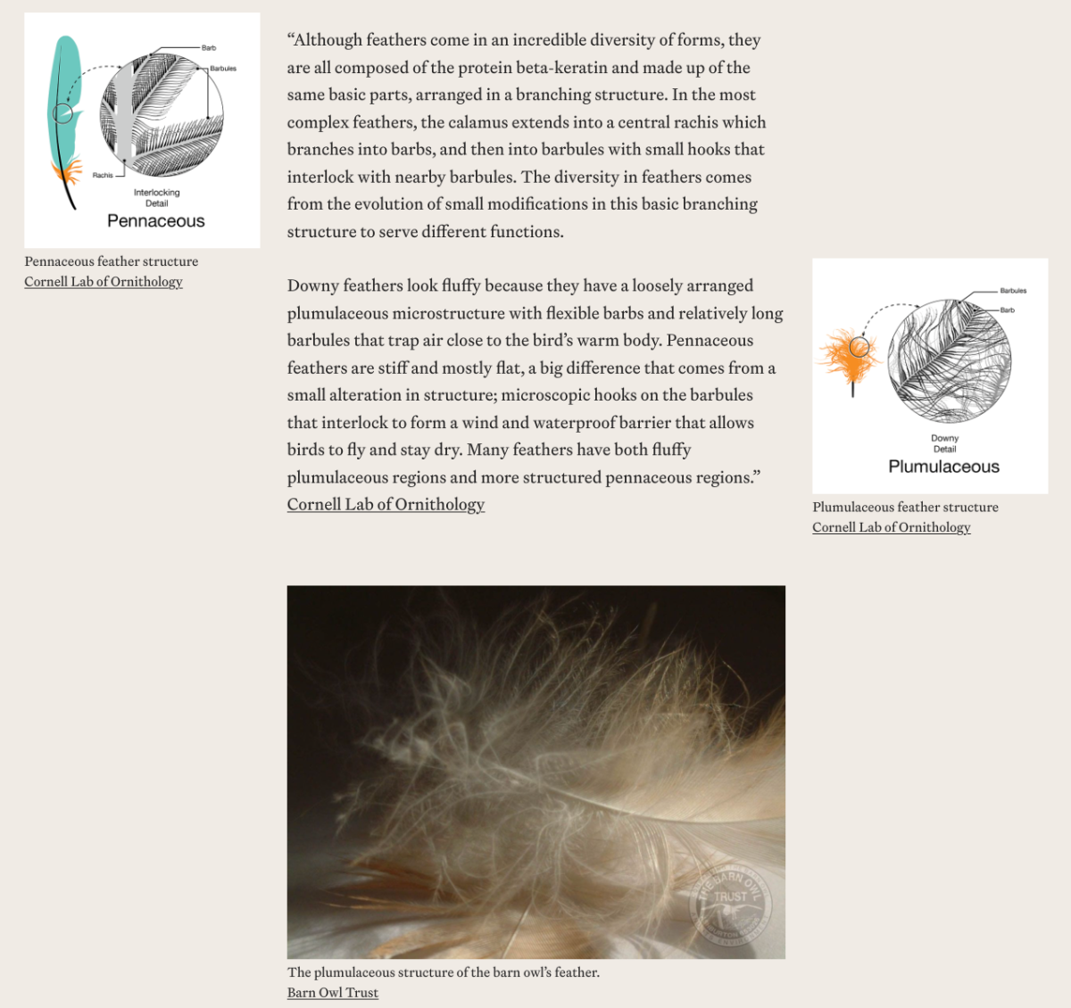 Screenshot of webpage about the characteristics of feathers.